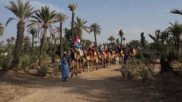 Camel Ride in the Palm Groves